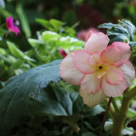 Katarina Losinj Island Konukevi Mali Lošinj