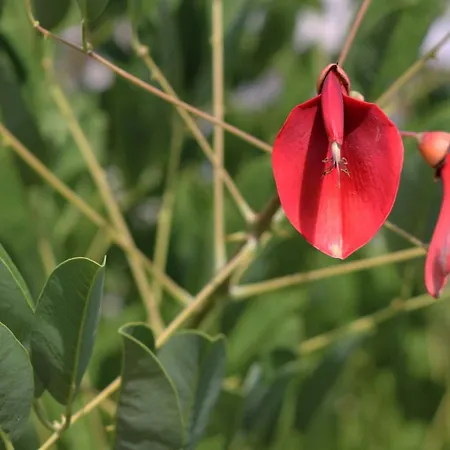 Katarina Losinj Island Konukevi