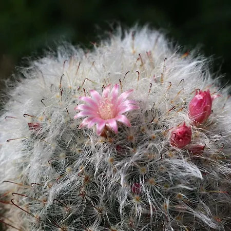 Konukevi Katarina Losinj Island Mali Lošinj