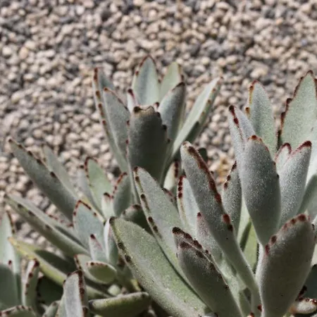 Katarina Losinj Island Konukevi 3*