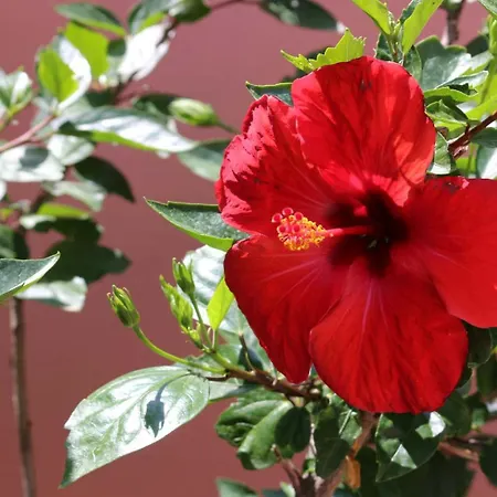 Katarina Losinj Island Konukevi