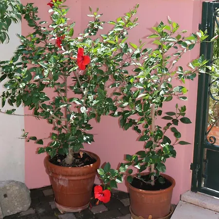 Konukevi Katarina Losinj Island Mali Lošinj